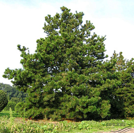 Сосна скрученная