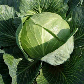 Капуста белокочанная 'Восточный экспресс'