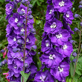 Дельфиниум (живокость) 'Пурпул Пасион'
