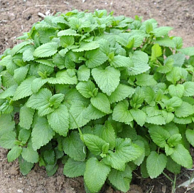 Мелисса лекарственная 'Царицинская'