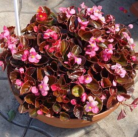 Бегония вечноцветущая (бронзовая)