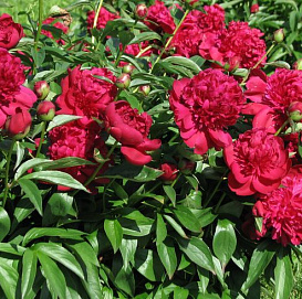 Пион молочноцветковый 'Рут Клей' (красный)