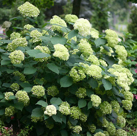 Гортензия древовидная 'Лайм Рики'
