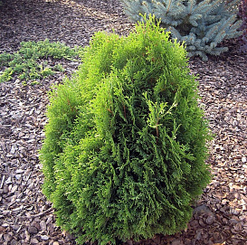 Туя западная 'Тип Топ'