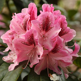 Рододендрон гибридный 'Космополитен' (кораллово-розовый)