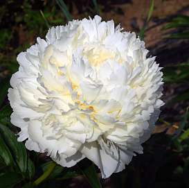 Пион молочноцветковый 'Боул оф Крим' (белый)