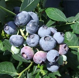 Голубика высокорослая 'Аврора'