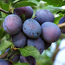 Слива 'Этюд'