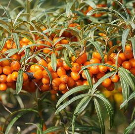 Облепиха крушиновидная