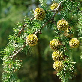 Лиственница тонкочешуйчатая (японская)