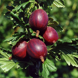 Крыжовник 'Черносливовый'