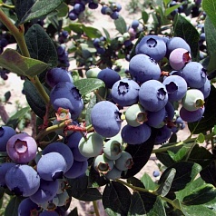 Голубика высокорослая 'Элизабет'