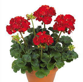 Пеларгония зональная махровая 'Виктор' (темно-красная)