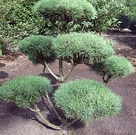 Сосна обыкновенная 'Норск' бонсай