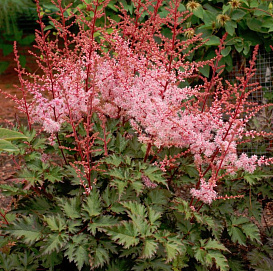 Астильба Арендса 'Дельфт Лейс' (розовый)