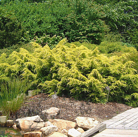 Можжевельник пфитцериана 'Сейбрук Голд'