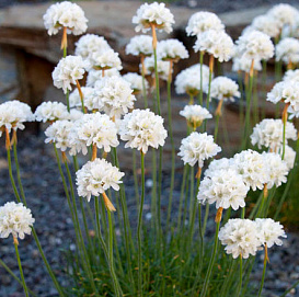 Армерия приморская 'Альба'