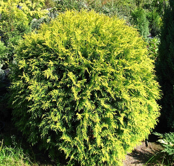 Туя западная 'Голден Глоб'