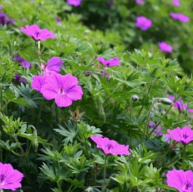 Герань кроваво-красная 'Тайни Монстер'