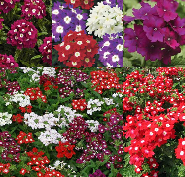 Вербена гибридная Кварц Ред виз Ай (Quartz Red with Eye)