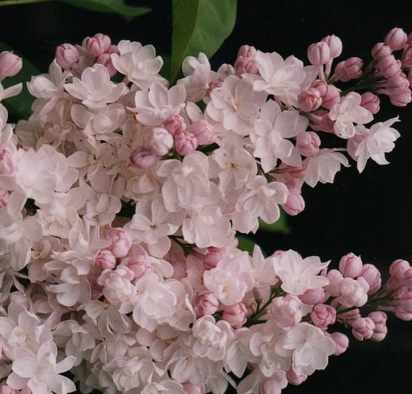 Сирень обыкновенная 'Красавица Москвы' (розово - белая)