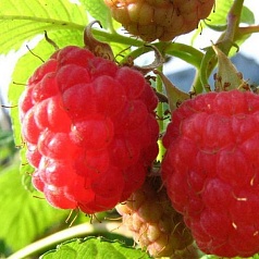 Малина 'Метеор'