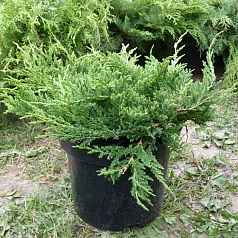 Можжевельник горизонтальный 'Принц оф Уэльс' Можжевельник горизонтальный 'Принц оф Уэльс'