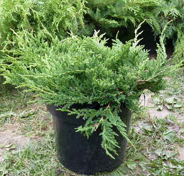 Можжевельник горизонтальный 'Принц оф Уэльс'