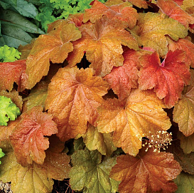 Гейхера гибридная 'Саузен Комфорт'