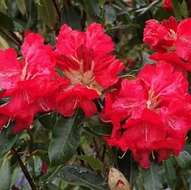 Рододендрон гибридный 'Хальфдан Лем' (красный)