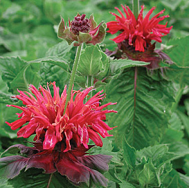 Монарда двойчатая (гибридная) 'Файербол'