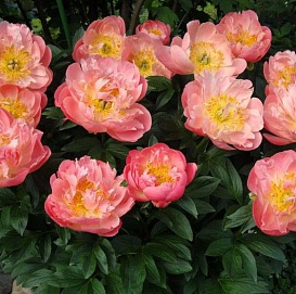 Пион молочноцветковый 'Лондон'