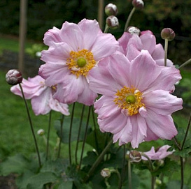 Аквилегия гибридная (водосбор) 'Кенигин Шарлотта'