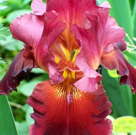 Ирис германский (бородатый) 'Император' 