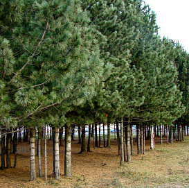Сосна кедровая сибирская