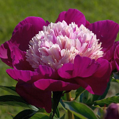 Пион молочноцветковый 'Уайт Кэп' (розовый с белым анемоноцветный)