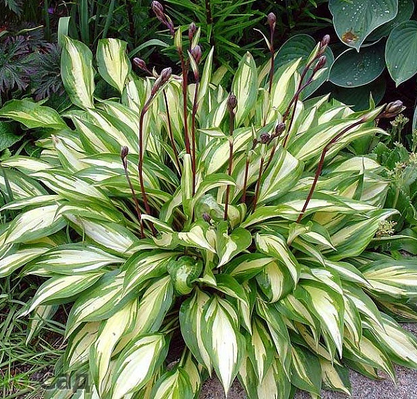 Хоста гибридная (вздутая, волнистая) 'Черри Берри'