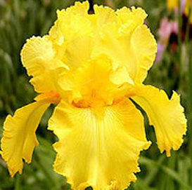 Ирис германский (бородатый) 'Октобер Сан' 