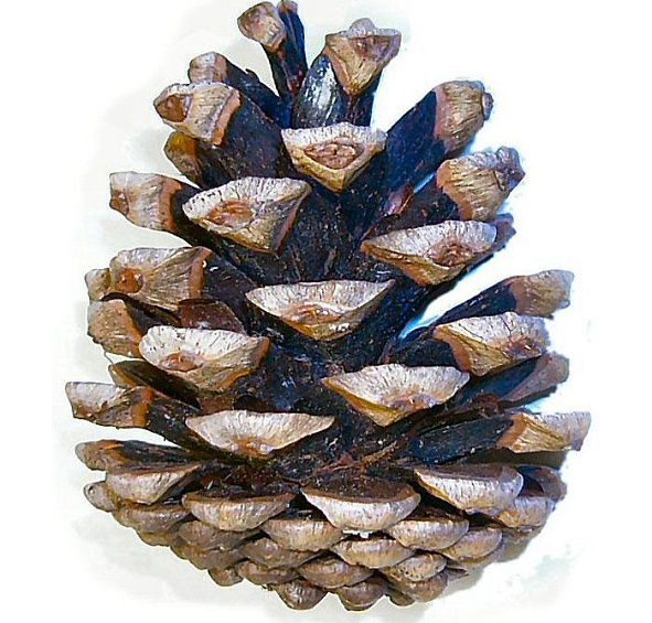 Сосна Черная (Pinus nigra)