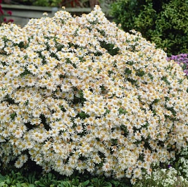 Астра кустовая 'Шникиская' (белая)