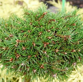 Сосна обыкновенная 'Бэксел'