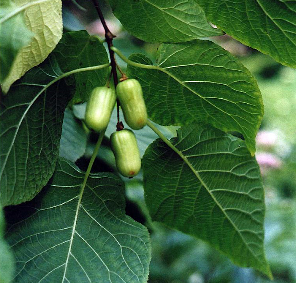 Актинидия Коломикта