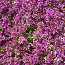 Тимьян ранний 'Крипинг Рэд'