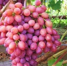 Виноград 'Виктор'