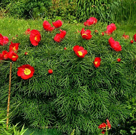 Пион тонколистный