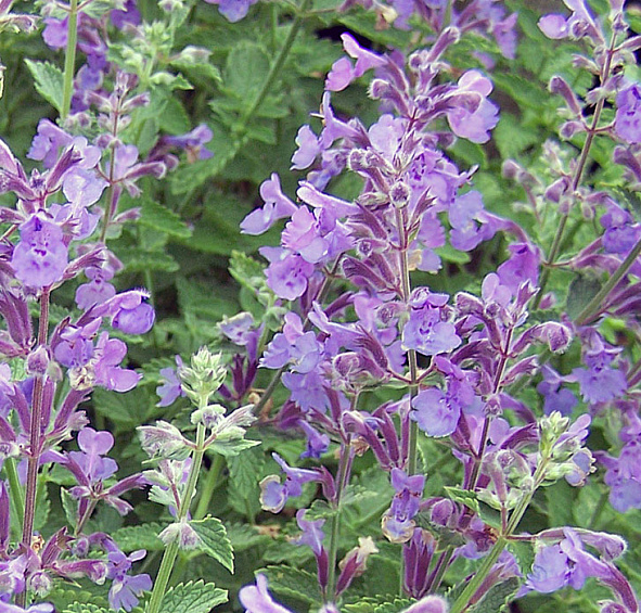 Котовник Фассена 