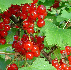 Смородина красная 'Памятная'