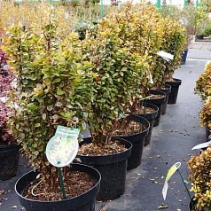 Барбарис Тунберга 'Голден Рокет'