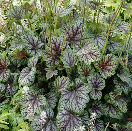 Тиарелла 'Аппалачиан Трейл'