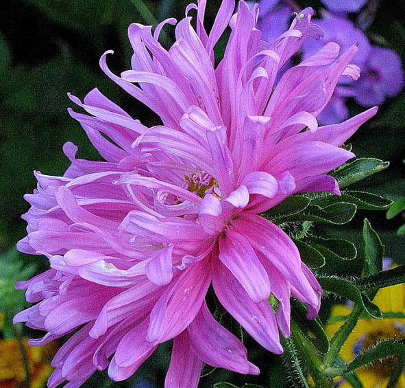 Астра китайская Старлайт Мишанг (Starlight Mischung)